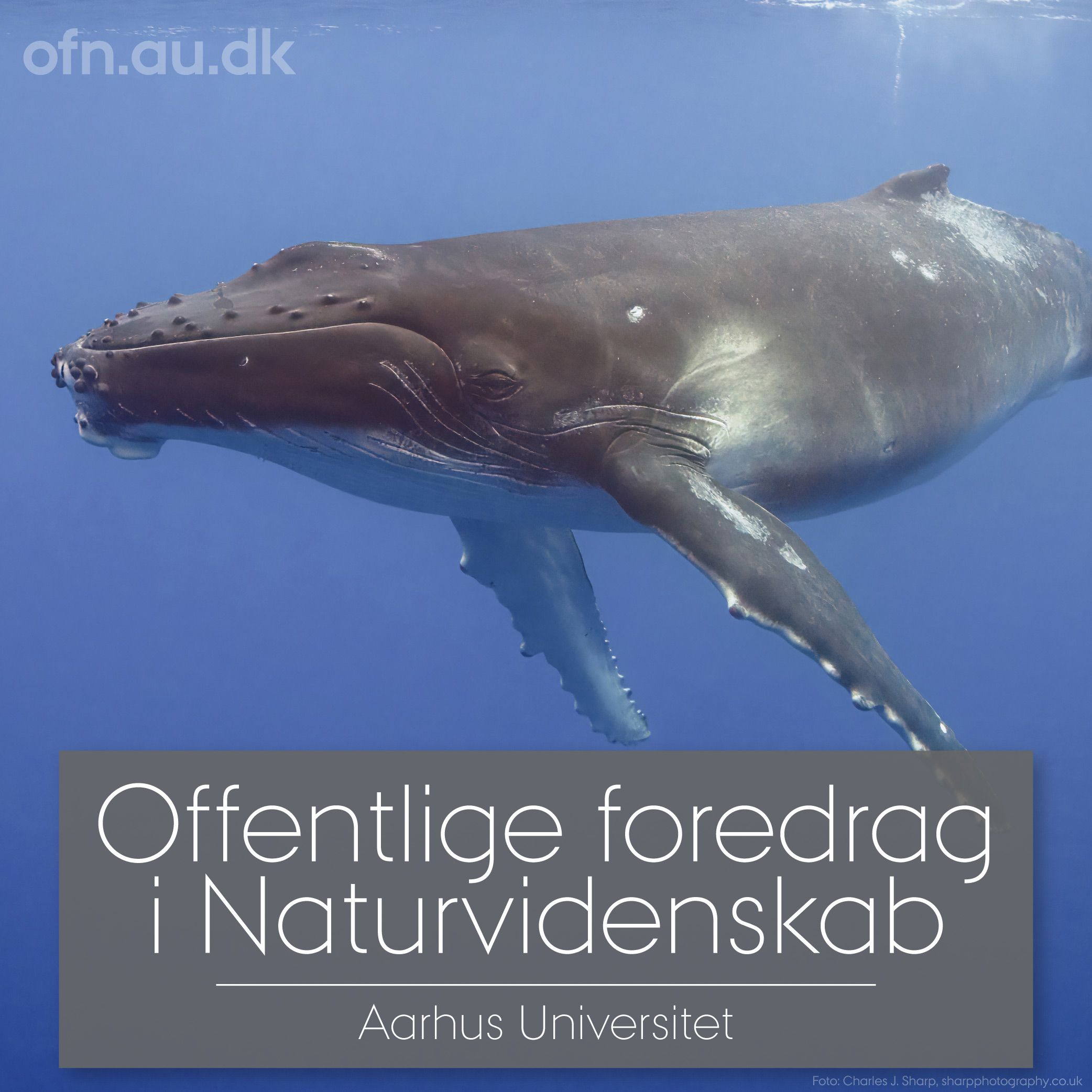Med havets kæmper på jagt