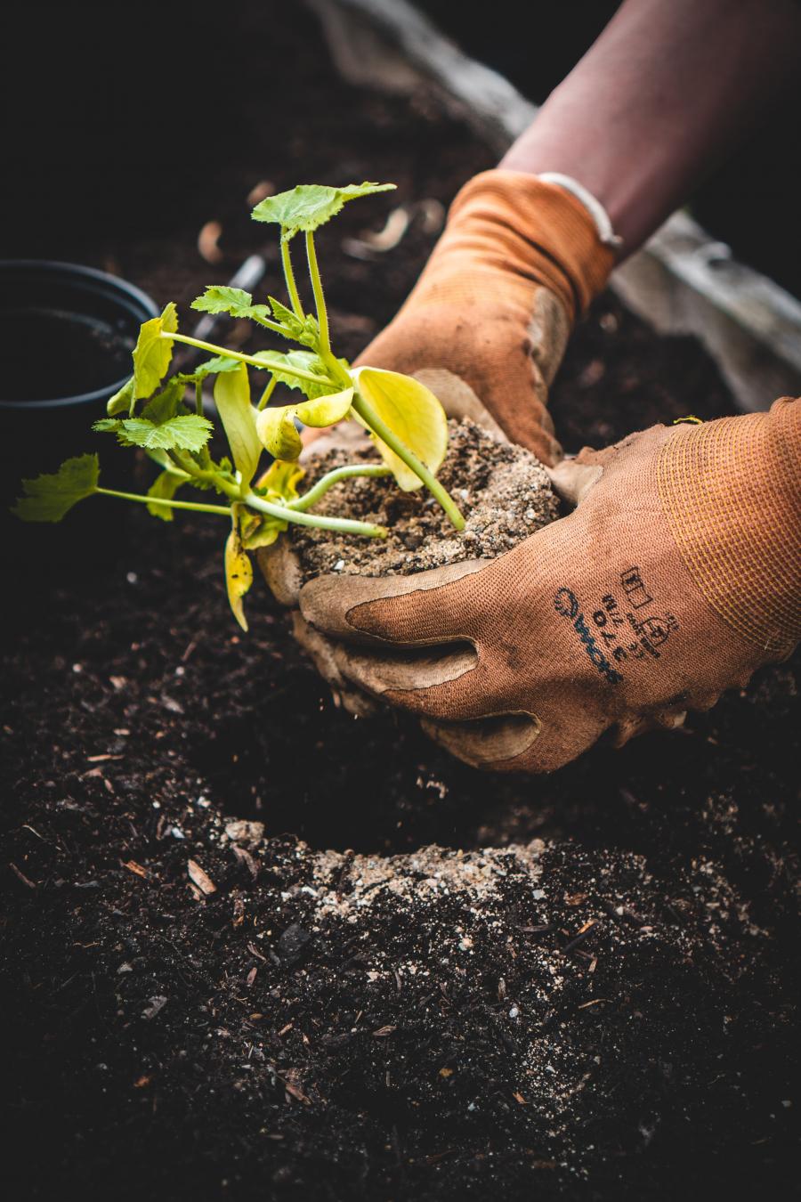 hænder iklædt havehandsker holder en plante over et jordbed