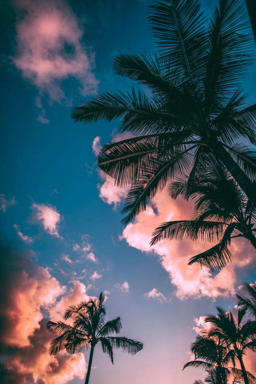 mørke palmeblade mod en blå/lilla/rød himmel og skyer