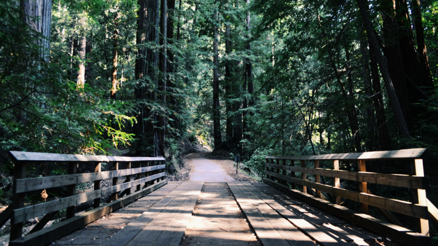 en vej der fører over en bro og dybt ind i en skov